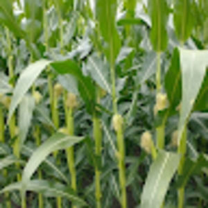 Meet your Posher, Kinzie anne